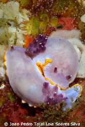 A pair of very large Chromodoris purpurea, probably just ... by Joao Pedro Tojal Loia Soares Silva 